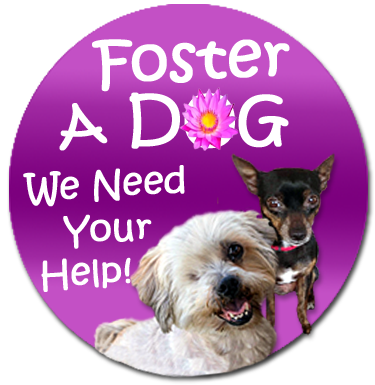 foster your dog